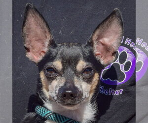 Medium Photo #1 Chiweenie Puppy For Sale in Huntley, IL, USA