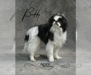 Japanese Chin Dogs for adoption in Valparaiso, IN, USA