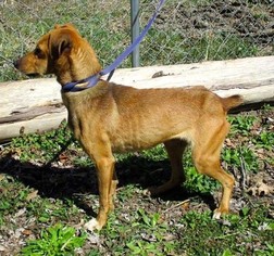 Mountain Cur Dogs for adoption in New Castle DE, DE, USA