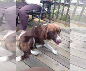 Border Collie Dogs for adoption in Baileyton, AL, USA
