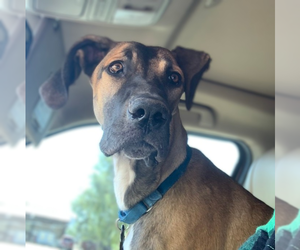 Great Dane-Unknown Mix Dogs for adoption in Vail, AZ, USA