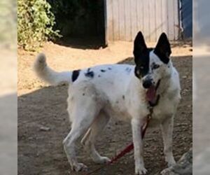 Border Collie Dogs for adoption in Paso Robles, CA, USA