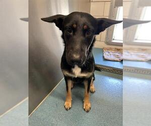 German Shepherd Dog-Unknown Mix Dogs for adoption in Pearland, TX, USA