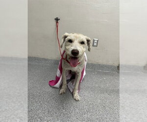 Mutt Dogs for adoption in Pasadena, TX, USA