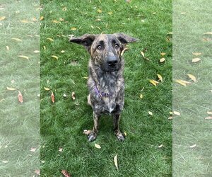 Dutch Shepherd -Unknown Mix Dogs for adoption in Rochester, NY, USA