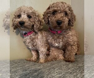 Poodle (Toy) Dogs for adoption in Fenton, MO, USA