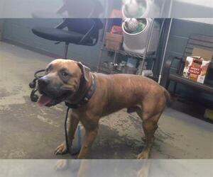 Mastiff-Unknown Mix Dogs for adoption in Tallahassee, FL, USA