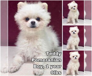 Pomeranian Dogs for adoption in Seattle, WA, USA