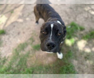 American Pit Bull Terrier-Unknown Mix Dogs for adoption in Tulsa, OK, USA