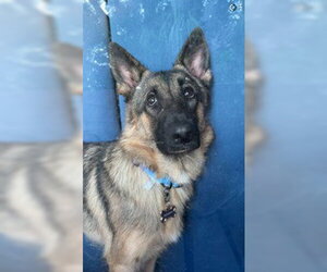 Medium Photo #2 German Shepherd Dog Puppy For Sale in Eustis, FL, USA