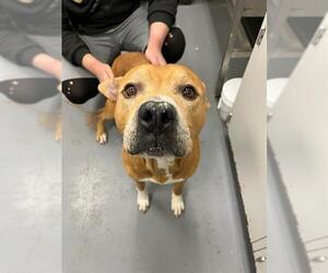 American Pit Bull Terrier Dogs for adoption in Peoria, IL, USA