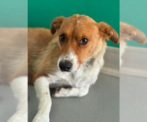 Texas Heeler-Unknown Mix Dogs for adoption in Visalia, CA, USA
