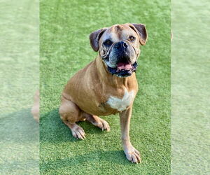 Medium Photo #1 Boxer Puppy For Sale in Austin, TX, USA