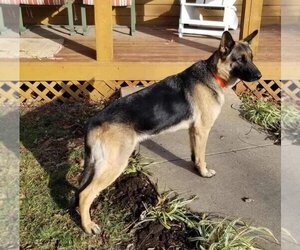 German Shepherd Dog Dogs for adoption in Stover, MO, USA