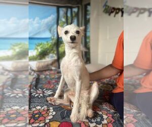 Mutt Dogs for adoption in San Leon, TX, USA