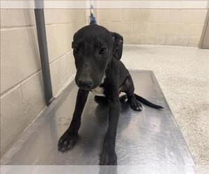 Labrador Retriever-Unknown Mix Dogs for adoption in Conroe, TX, USA