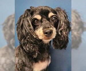 Mutt Dogs for adoption in Lake Forest, CA, USA