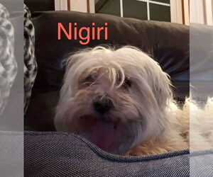 Maltese Dogs for adoption in Boonton, NJ, USA