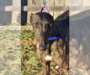 Greyhound Dogs for adoption in Grandville, MI, USA