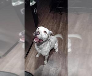 Labrador Retriever-Unknown Mix Dogs for adoption in San Antonio, TX, USA