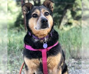 Australian Cattle Dog-Unknown Mix Dogs for adoption in Fresno, CA, USA