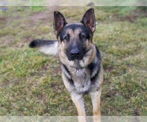 German Shepherd Dog Dogs for adoption in Placerville, CA, USA