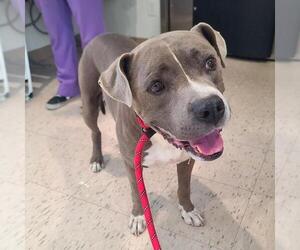 American Pit Bull Terrier Dogs for adoption in Long Beach, CA, USA