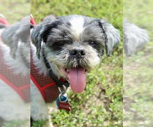 Shih Tzu Dogs for adoption in Lincoln, NE, USA