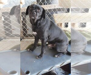 Pug Dogs for adoption in El Centro, CA, USA