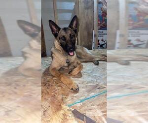 Mutt Dogs for adoption in San Antonio, TX, USA