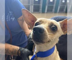 Chihuahua-Unknown Mix Dogs for adoption in Chula Vista, CA, USA