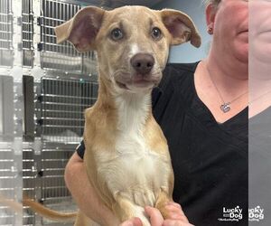Labrador Retriever-Unknown Mix Dogs for adoption in Washington, DC, USA