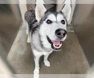 Siberian Husky Dogs for adoption in Orange, CA, USA