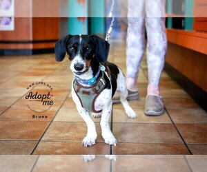 Bagle Hound Dogs for adoption in Salt Lake City, UT, USA