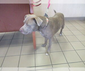 American Pit Bull Terrier-Unknown Mix Dogs for adoption in Ocala, FL, USA