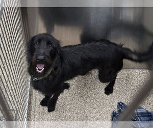 Mutt Dogs for adoption in Martinsburg, WV, USA