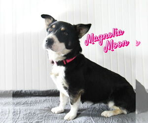 Mutt Dogs for adoption in Sandy, UT, USA