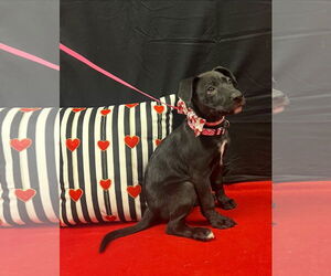 Labrador Retriever-Unknown Mix Dogs for adoption in Euless, TX, USA