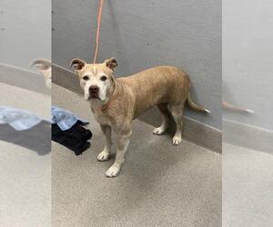 Mutt Dogs for adoption in Las Vegas, NV, USA