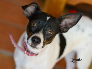 Small Rat Terrier Mix