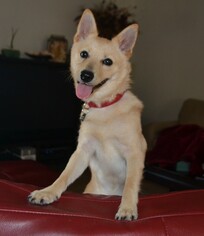 Shiba Inu Dogs for adoption in Deerfield Beach, FL, USA