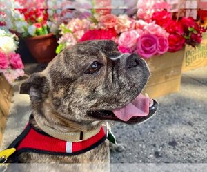 Faux Frenchbo Bulldog Dogs for adoption in New York, NY, USA