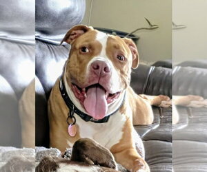 American Bulldog-Unknown Mix Dogs for adoption in Springdale, PA, USA