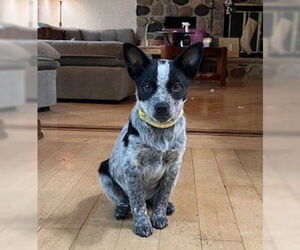 Australian Shepherd-Unknown Mix Dogs for adoption in Genesee, WI, USA