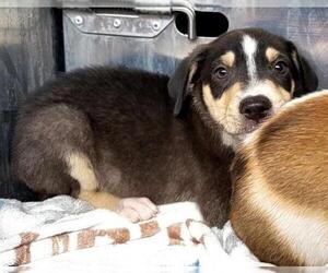American Staffordshire Terrier-Unknown Mix Dogs for adoption in San Antonio, TX, USA