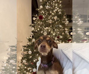 Chihuahua-Unknown Mix Dogs for adoption in The Woodlands, TX, USA