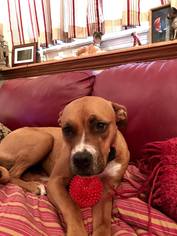 Bullboxer Pit Dogs for adoption in Gilbertsville, PA, USA