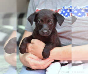 Dachshund-Unknown Mix Dogs for adoption in The Woodlands, TX, USA