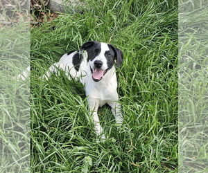 Border Collie Dogs for adoption in Blacksburg, SC, USA