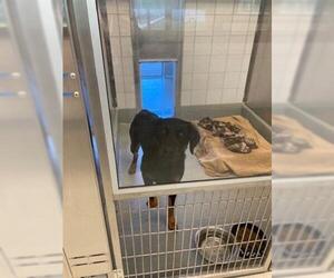 Doberman Pinscher Dogs for adoption in San Martin, CA, USA